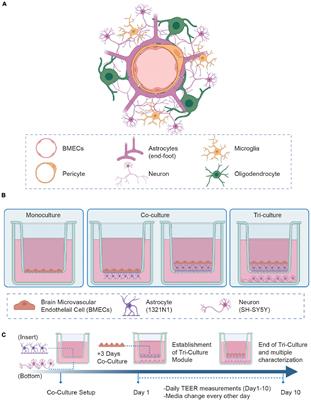 A human-derived neurovascular unit in vitro model to study the effects of cellular cross-talk and soluble factors on barrier integrity